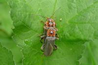 Cantharis rustica