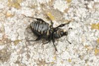 Liparus coronatus