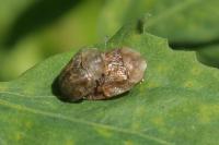 Cassida nebulosa