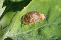 Cassida nebulosa