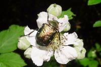 Gnorimus nobilis
