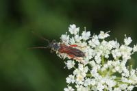 Stenopterus rufus