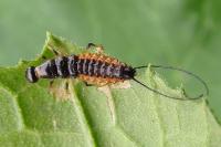 Drypta dentata