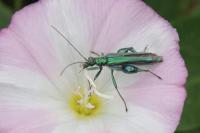 Oedemera nobilis