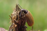Lagria hirta