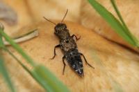 Ontholestes murinus
