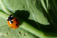 Coccinella septempunctata
