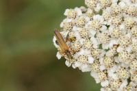Oedemera podagrariae