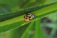 Propylea quatuordecimpunctata