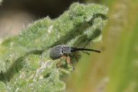Rhopalapion longirostre