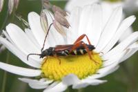 Stenopterus rufus
