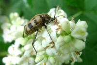 Pachytodes cerambyciformis