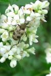 Pachytodes cerambyciformis