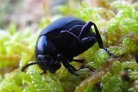 Timarcha goettingensis