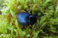 Timarcha goettingensis