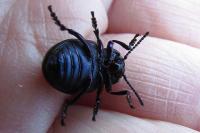 Timarcha goettingensis