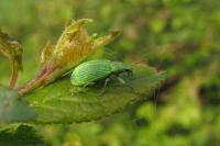 Polydrusus planifrons