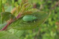 Polydrusus planifrons