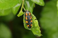 Ptosima undecimmaculata