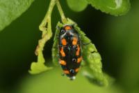 Ptosima undecimmaculata