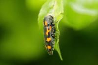 Ptosima undecimmaculata