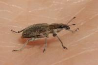 Charagmus gressorius