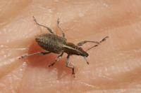 Charagmus gressorius