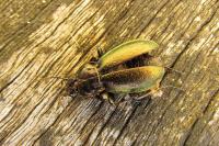 Carabus nemoralis