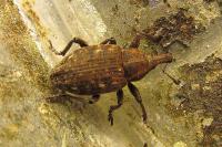Lepyrus capucinus