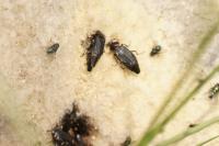 Necrodes littoralis