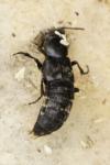 Creophilus maxillosus