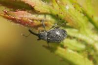 Anthonomus rubi