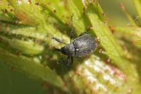 Anthonomus rubi