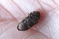 Xestobium rufovillosum