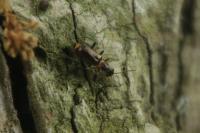 Sphinginus lobatus