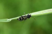 Xylotrechus antilope