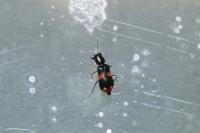 Anthocomus fasciatus