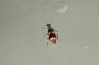 Anthocomus fasciatus