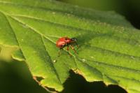 Apoderus coryli