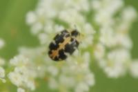 Anthrenus scrophulariae