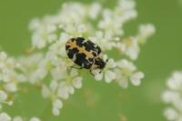 Anthrenus scrophulariae