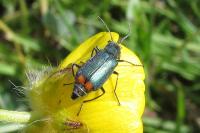 Malachius bipustulatus