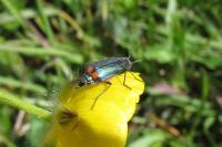Malachius bipustulatus