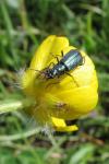 Malachius bipustulatus