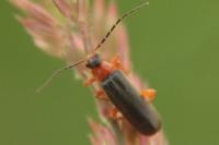 Cantharis flavilabris