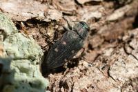 Chrysobothris affinis