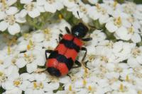 Trichodes apiarius