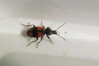 Panagaeus bipustulatus