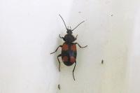 Panagaeus bipustulatus