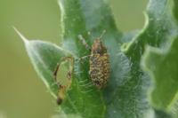 Rhinocyllus conicus